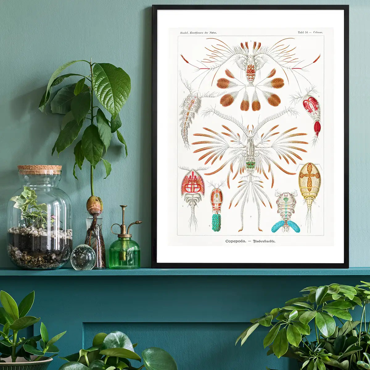 Copopod Crustaceans Illustration Print