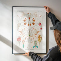 Copopod Crustaceans Illustration Print