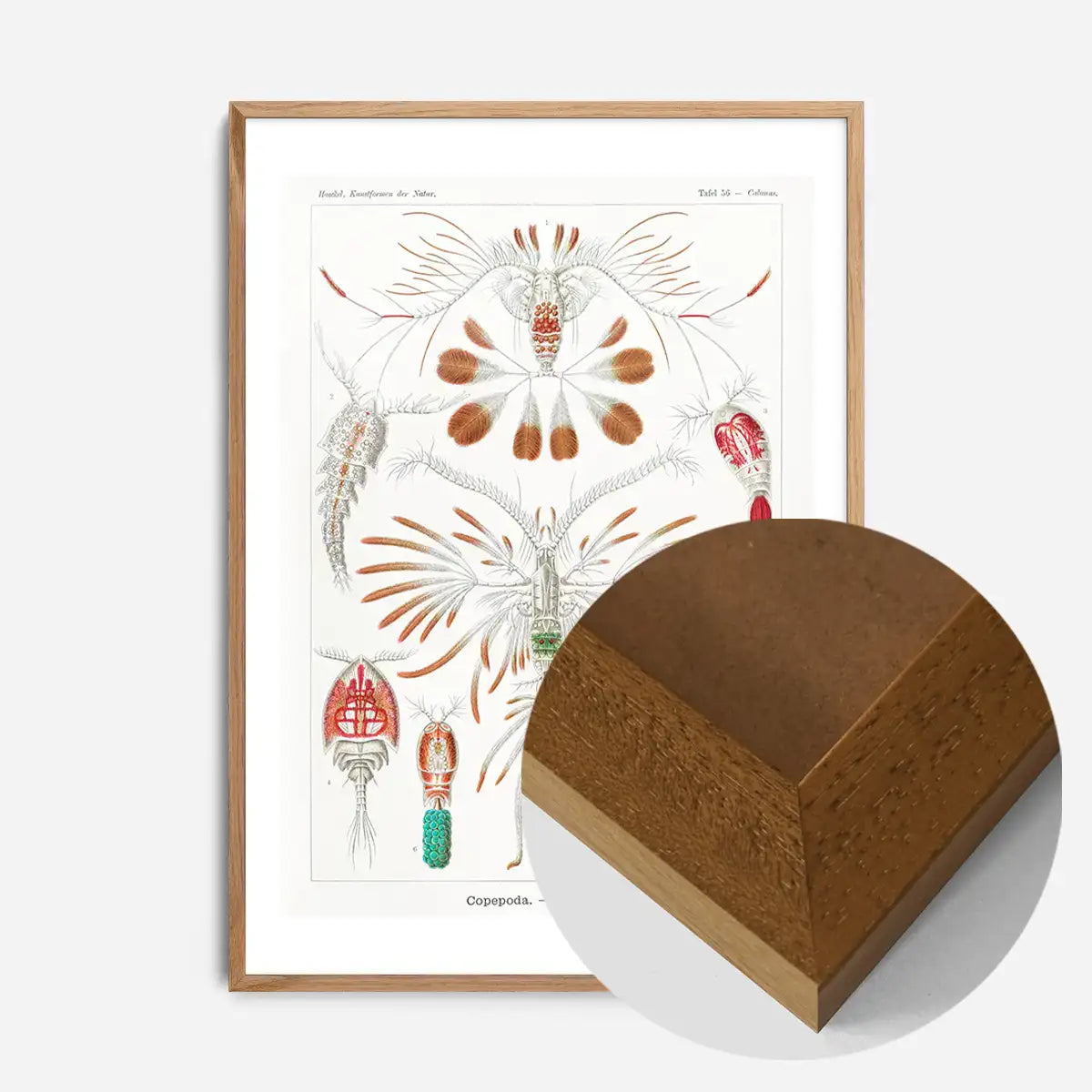 Copopod Crustaceans Illustration Print