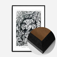Corals Illustration Print