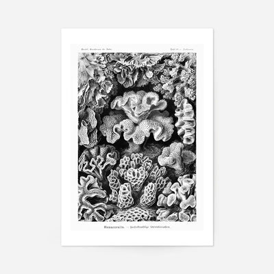 Corals Illustration Print