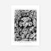 Corals Illustration Print