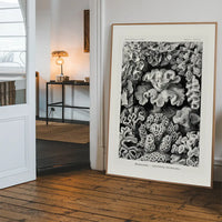 Corals Illustration Print