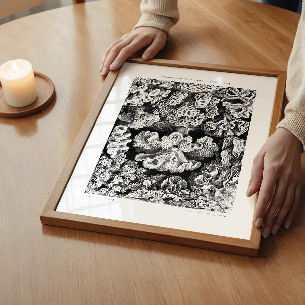 Corals Illustration Print