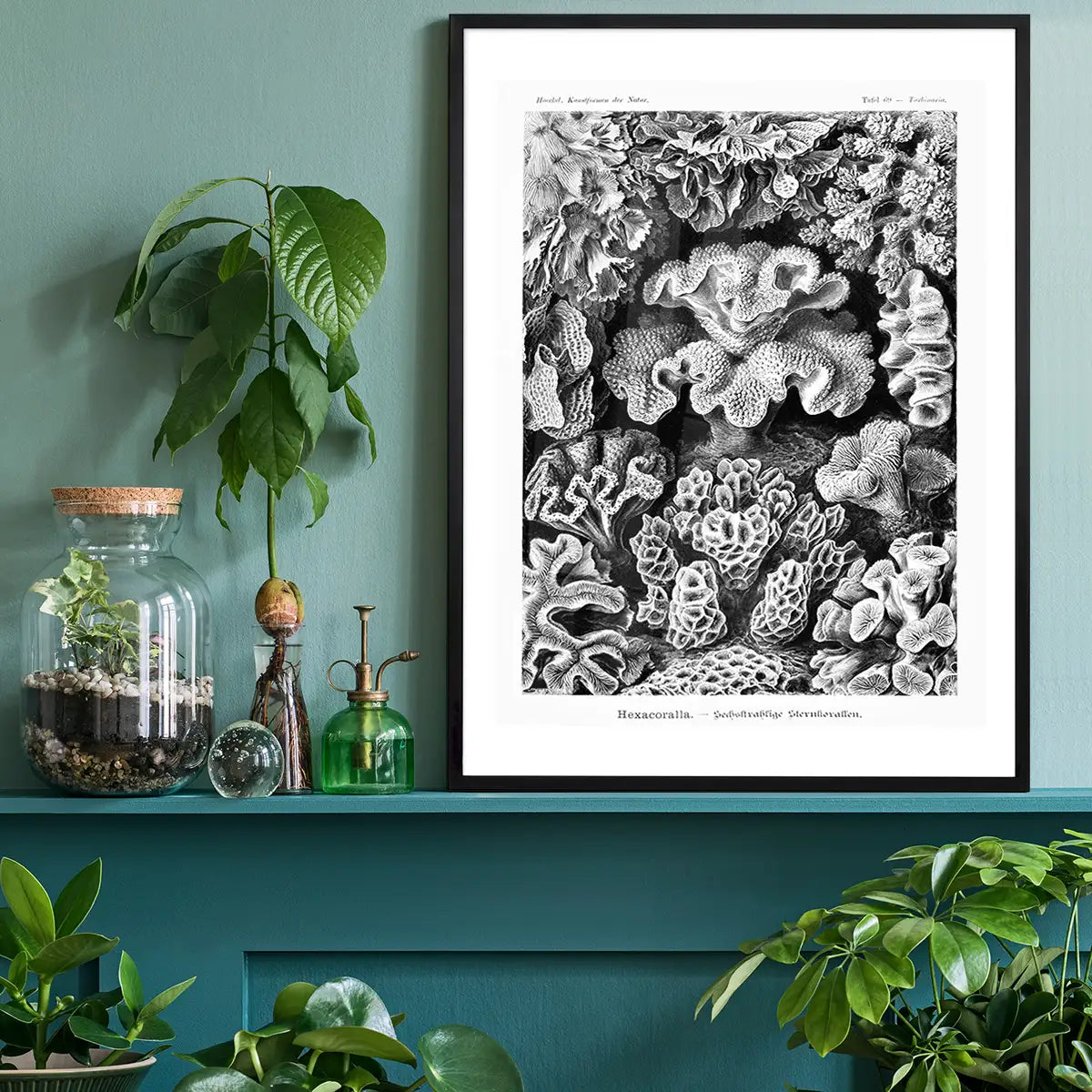 Corals Illustration Print