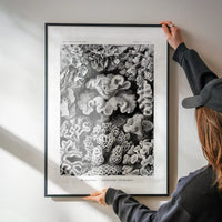 Corals Illustration Print