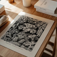 Corals Illustration Print