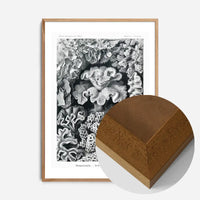 Corals Illustration Print