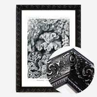 Corals Illustration Print