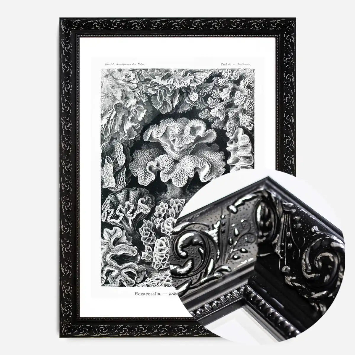 Corals Illustration Print