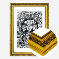 Corals Illustration Print