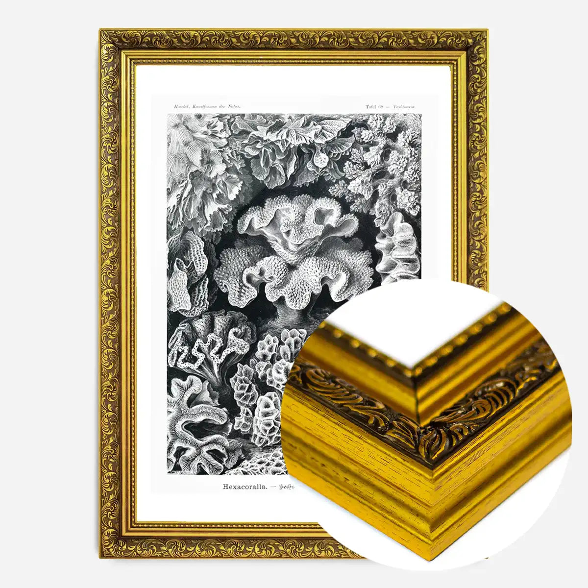 Corals Illustration Print