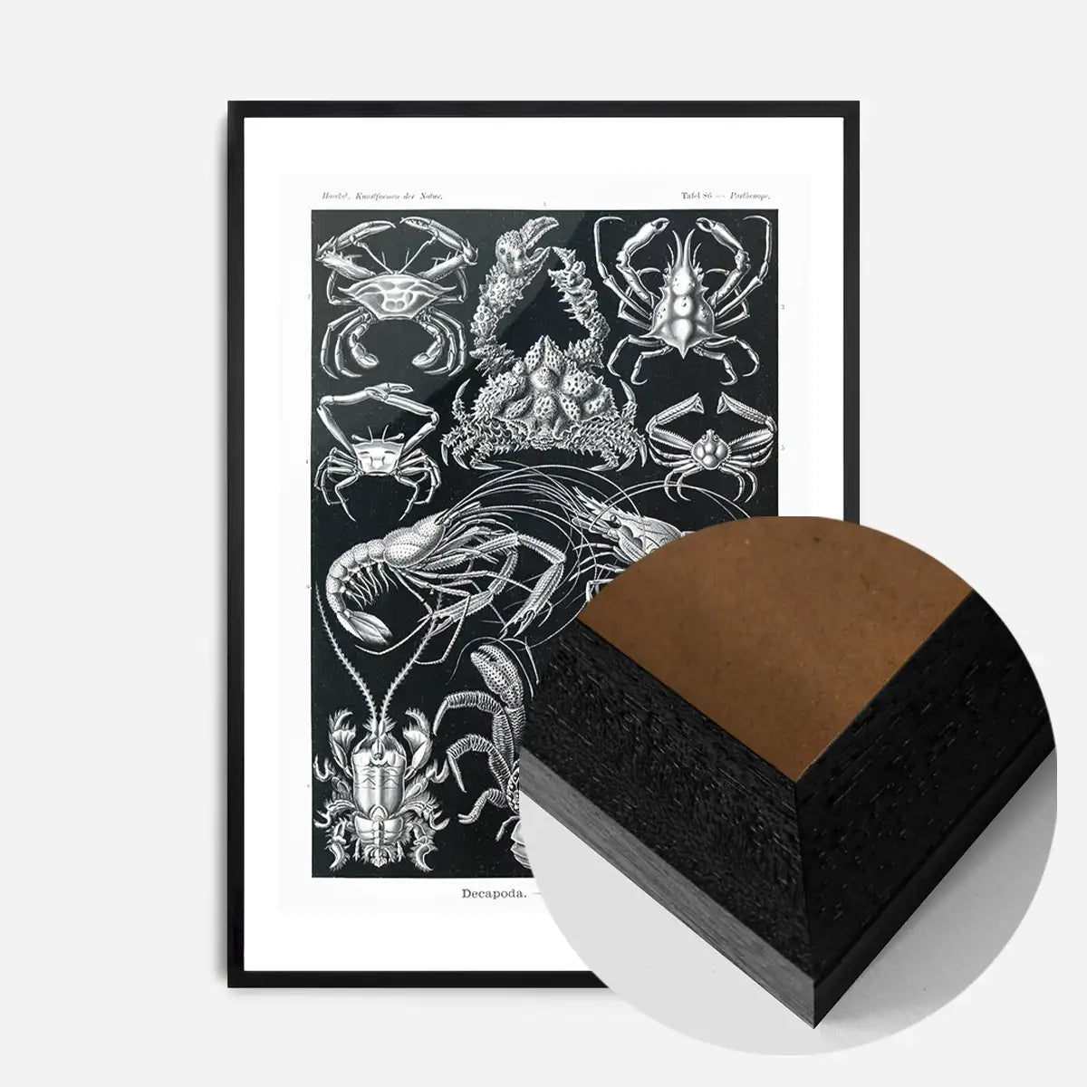 Crabs Black & White Illustration Print