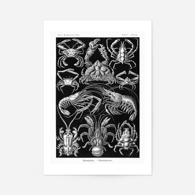Crabs Black & White Illustration Print
