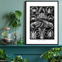 Crabs Black & White Illustration Print