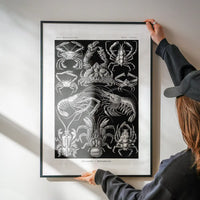 Crabs Black & White Illustration Print