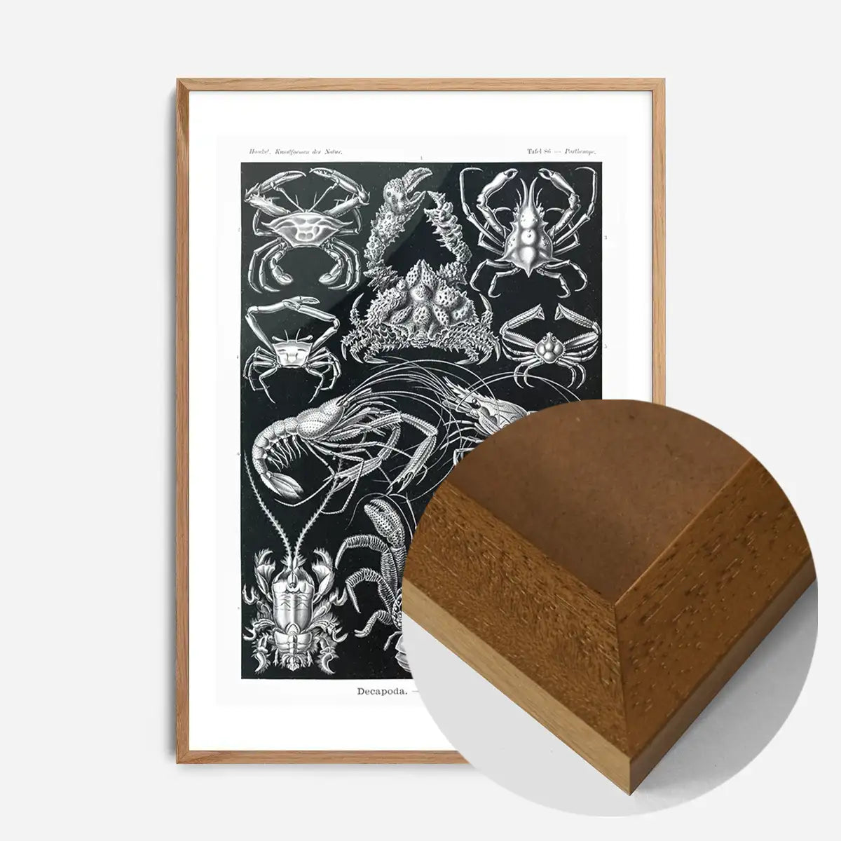 Crabs Black & White Illustration Print