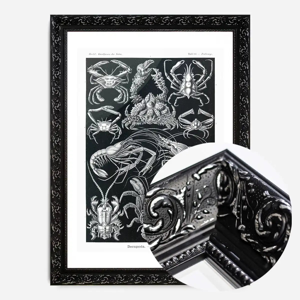 Crabs Black & White Illustration Print