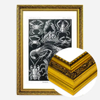 Crabs Black & White Illustration Print