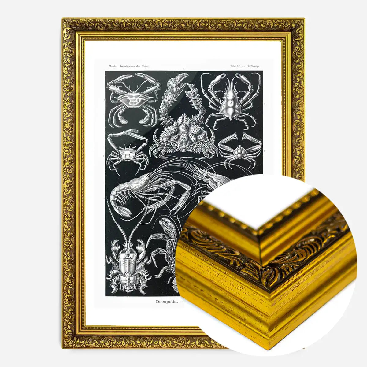Crabs Black & White Illustration Print