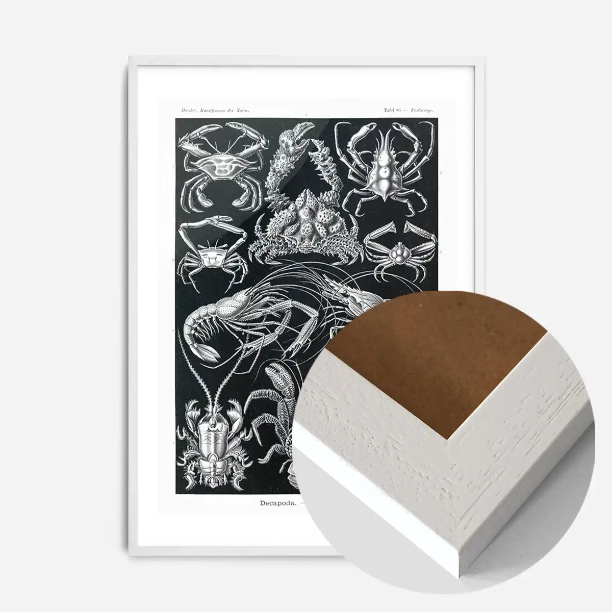 Crabs Black & White Illustration Print