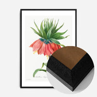 Crown Imperial Fritillary Flower Print