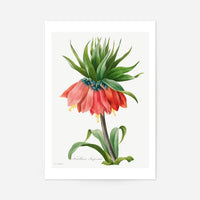 Crown Imperial Fritillary Flower Print