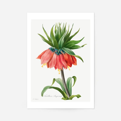 Crown Imperial Fritillary Flower Print