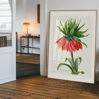 Crown Imperial Fritillary Flower Print