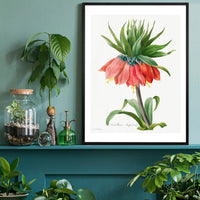 Crown Imperial Fritillary Flower Print