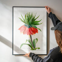 Crown Imperial Fritillary Flower Print