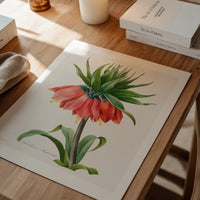 Crown Imperial Fritillary Flower Print
