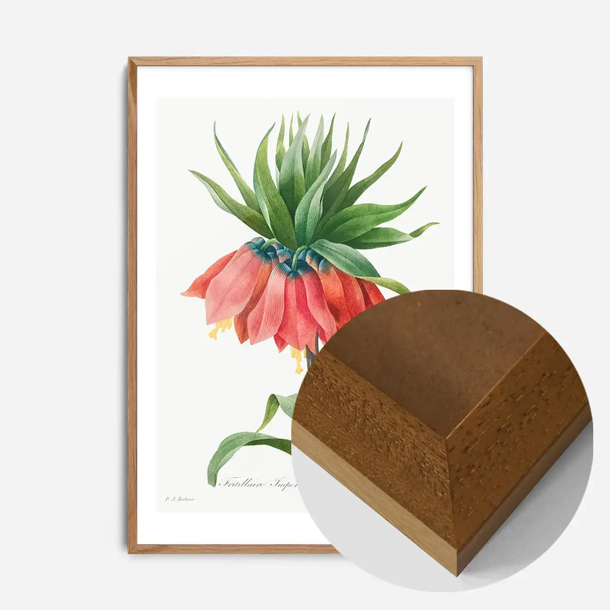 Crown Imperial Fritillary Flower Print