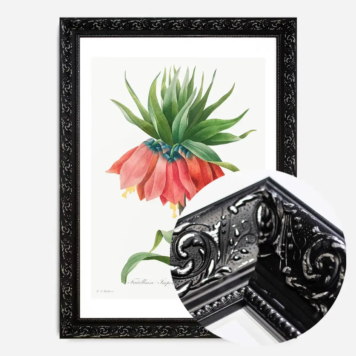 Crown Imperial Fritillary Flower Print