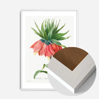 Crown Imperial Fritillary Flower Print