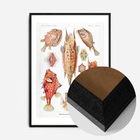 Fish & Sea Creatures Vintage Illustration Print