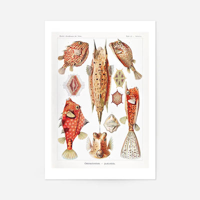 Fish & Sea Creatures Vintage Illustration Print