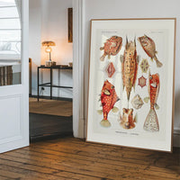 Fish & Sea Creatures Vintage Illustration Print