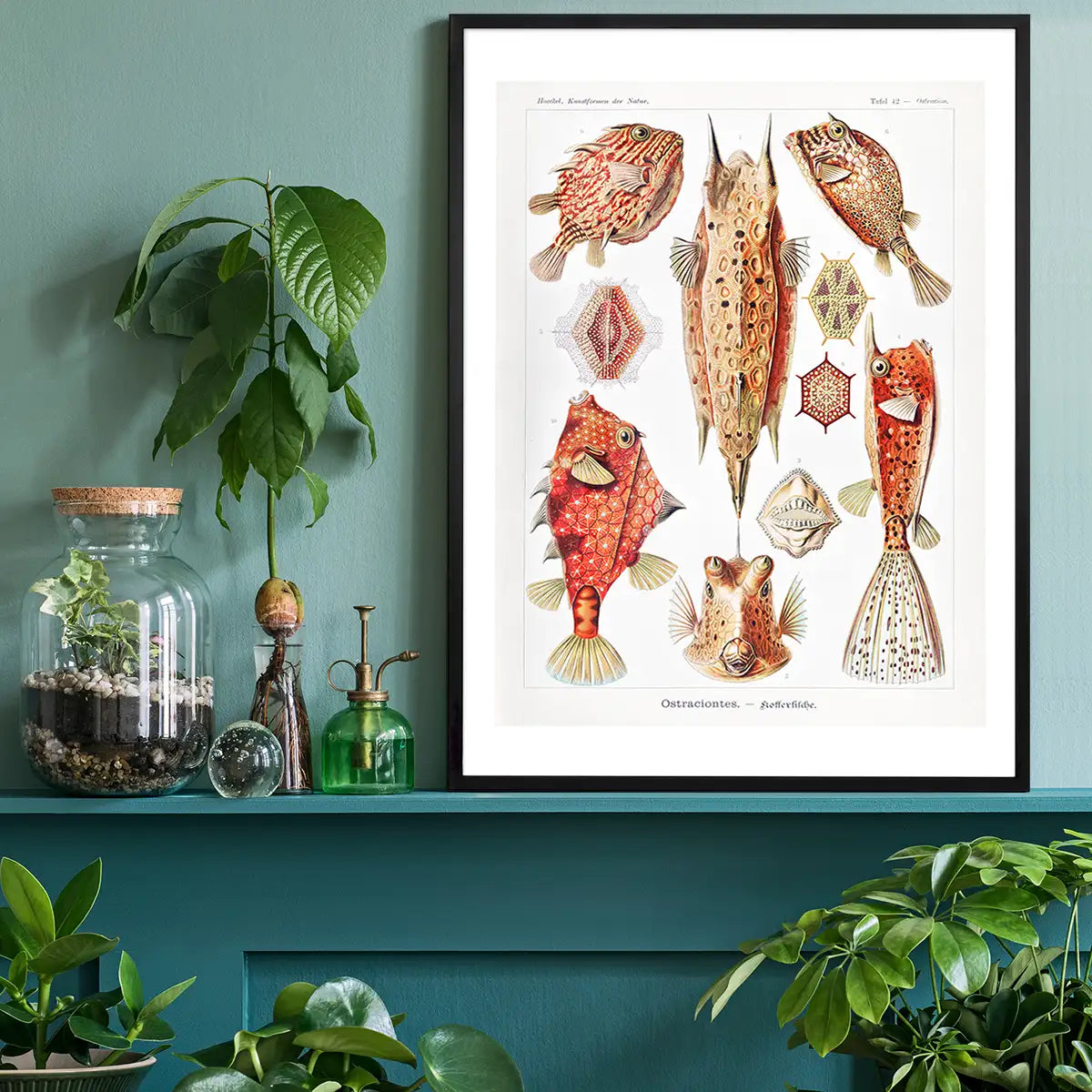 Fish & Sea Creatures Vintage Illustration Print