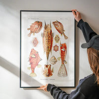 Fish & Sea Creatures Vintage Illustration Print