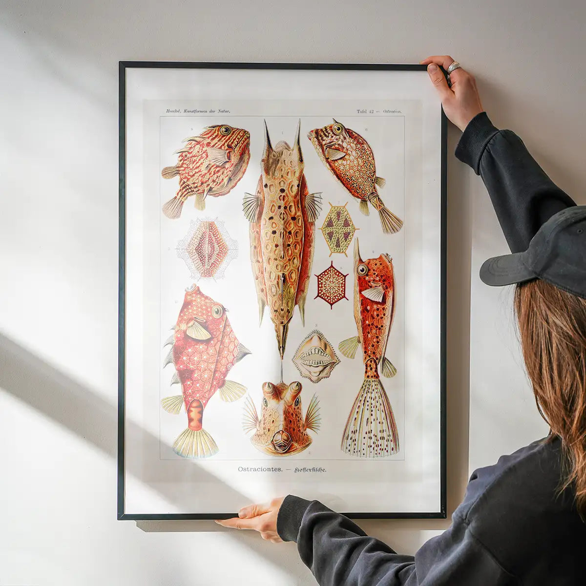 Fish & Sea Creatures Vintage Illustration Print