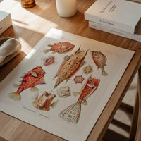 Fish & Sea Creatures Vintage Illustration Print