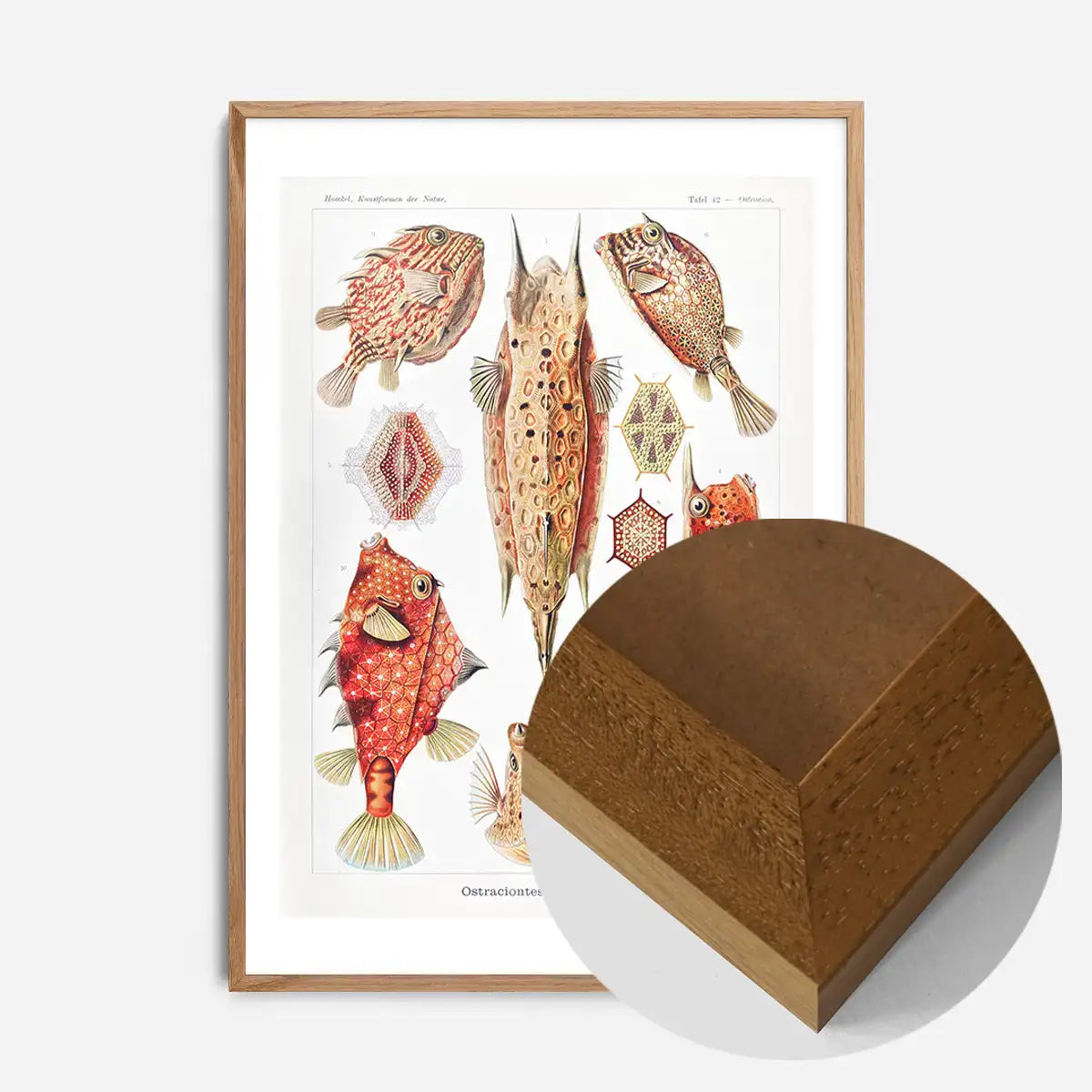 Fish & Sea Creatures Vintage Illustration Print