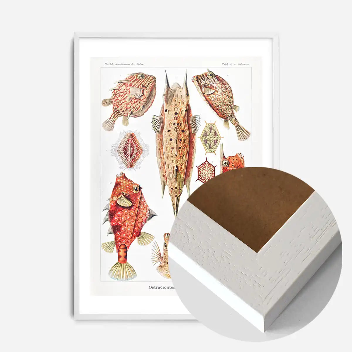 Fish & Sea Creatures Vintage Illustration Print