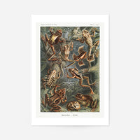 Frogs Illustration by Ernst Haeckel Print
