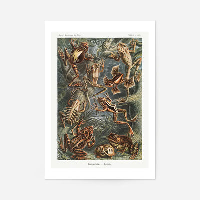 Frogs Illustration by Ernst Haeckel Print