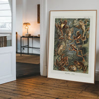 Frogs Illustration by Ernst Haeckel Print
