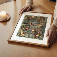 Frogs Illustration by Ernst Haeckel Print