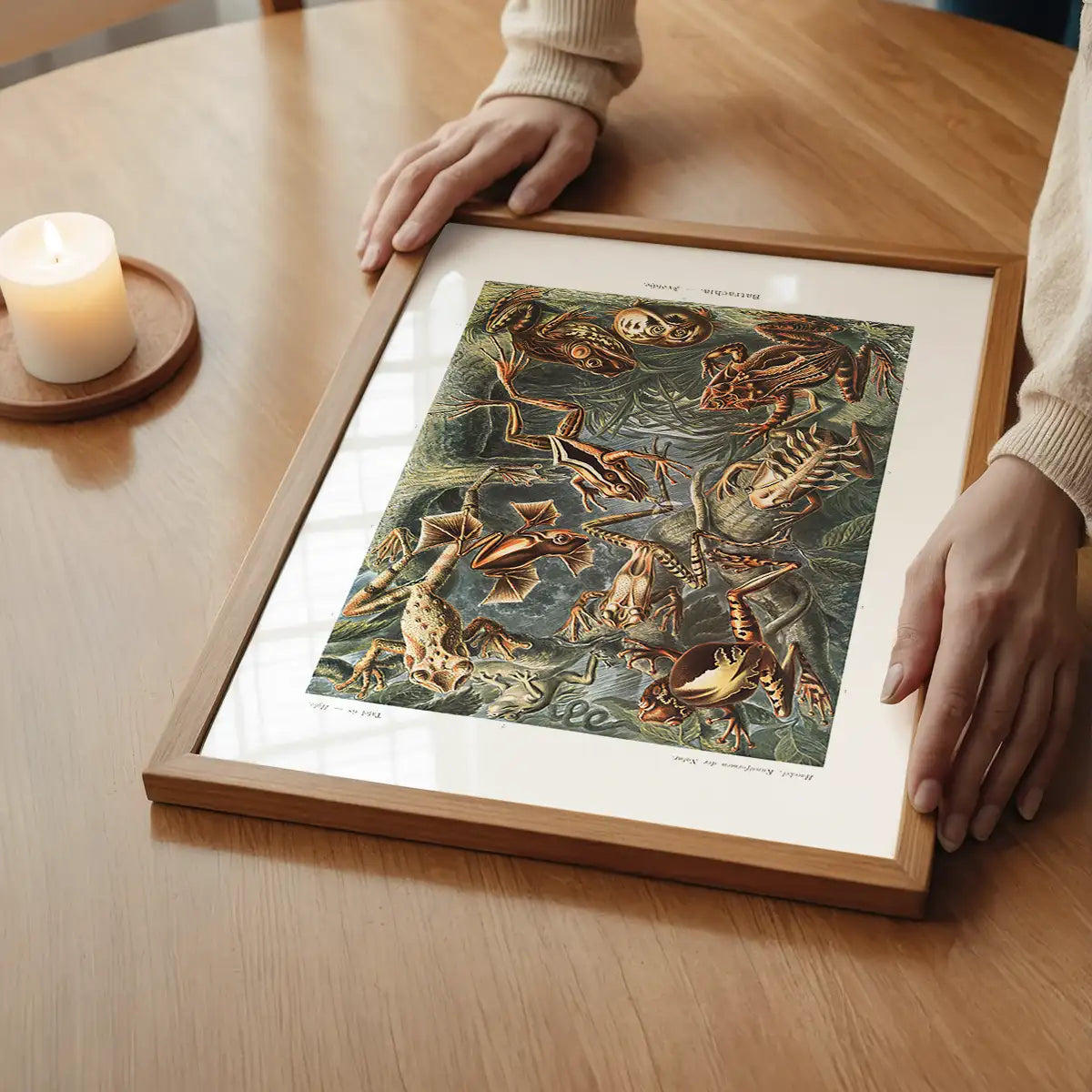 Frogs Illustration by Ernst Haeckel Print