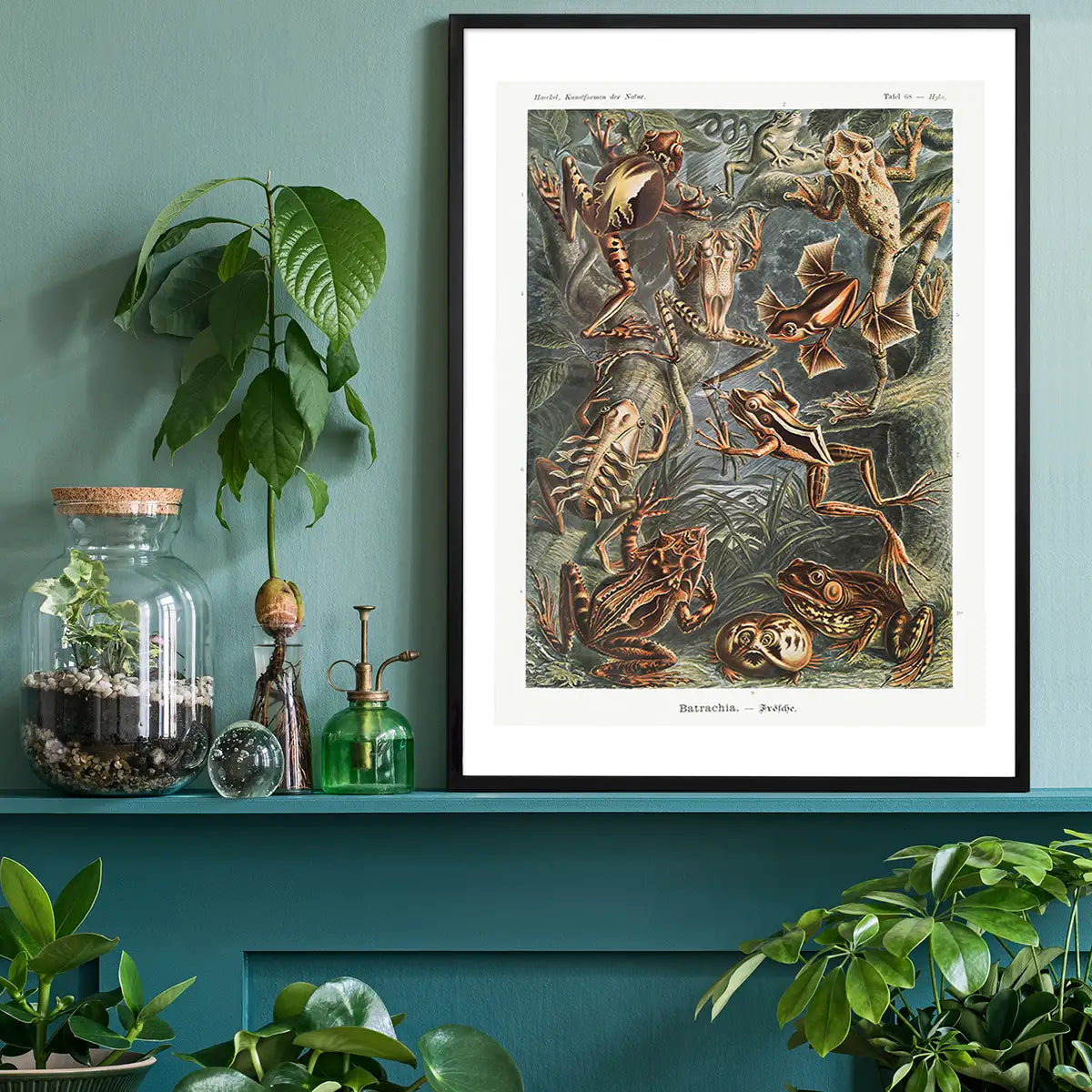 Frogs Illustration by Ernst Haeckel Print